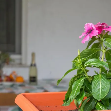 Luce Mala Apartament